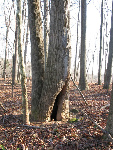 Trees Sex 50