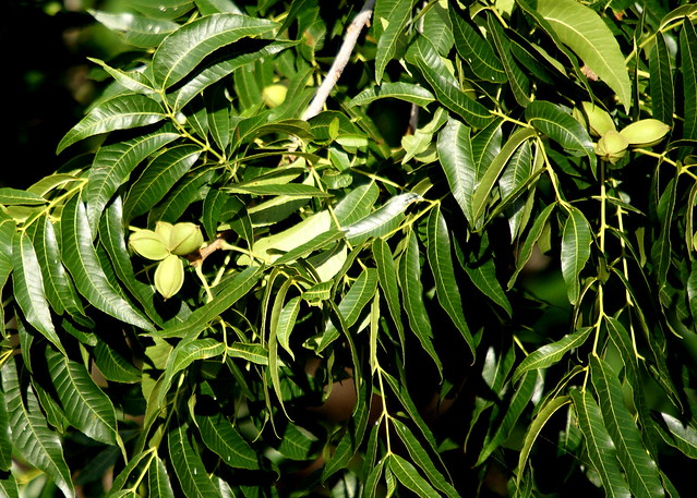 Fruto y follaje del Nogal, Pecan tree, Carya illinoensis