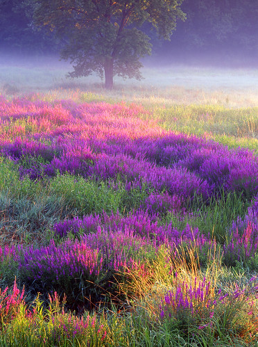 meadow of loosestrife by jjraia