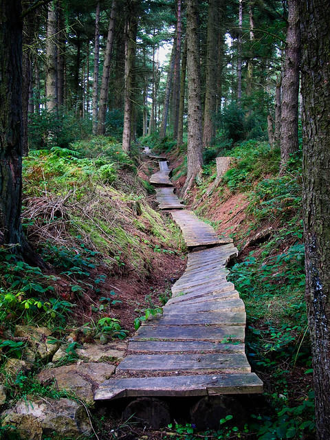 Download this Dalby Forest Walkway picture