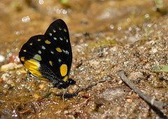 Pieridae, Thailand