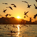 gulls into the sunset