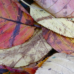 Three Leaf Abstracts