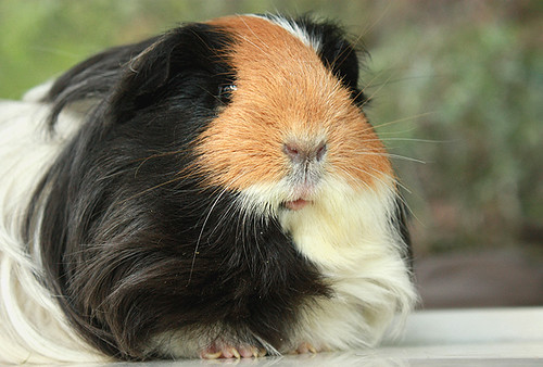 Diana the guinea pig by fizzyjess