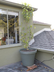 2008-0425 Roof Vine