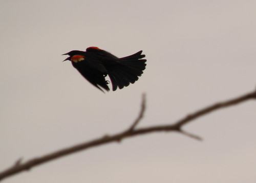 Red winged black bird flying