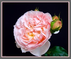 Rosen - Roses