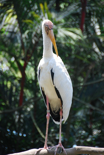 milky stork 5