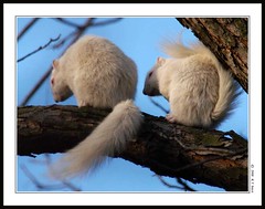 Albino Squirrel 2008 ~ 2009 _ Two albino squirrels found together