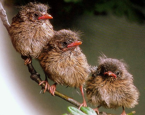 baby robins by coral.hen4800