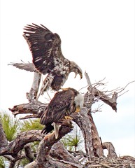 Bald Eagles Nesting at Tierra Verde, St Petersburg & Central Florida 