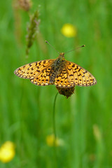 butterflies in the UK
