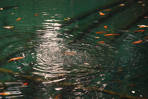 Yangleshö fish in pool, the naturally arisen spring of Padmasambhava, Guru Rinpoche, Nepal by Wonderlane