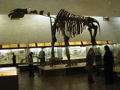 Indricotherium, an extinct herbivore mammal from the Oligocene