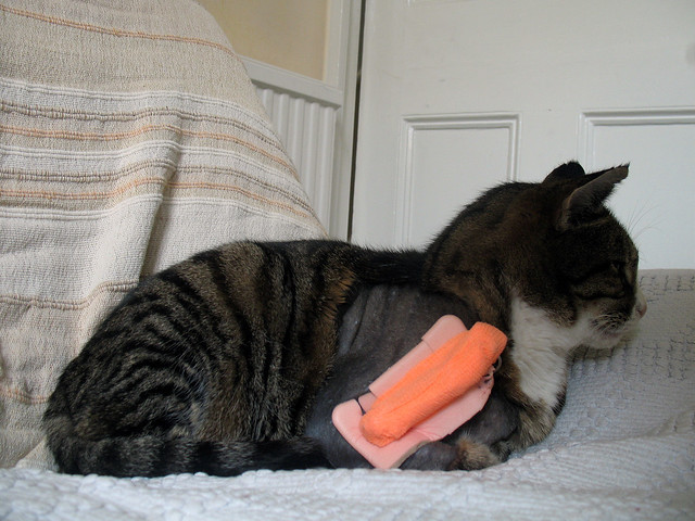 Cat with a broken leg This is our cat Gripper. He's broken… Flickr