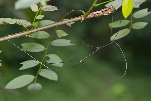 stick insect camouflage DSC_9578 copy