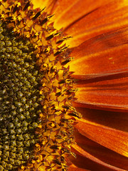 Sunflowers - Sonnenblumen - Tournesols