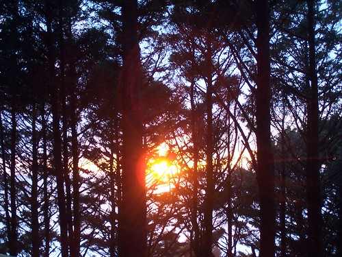 049: Sunset through the trees