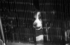Dogs Peeking Through Fences and Things
