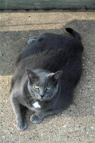 Fat Grey Cat 31