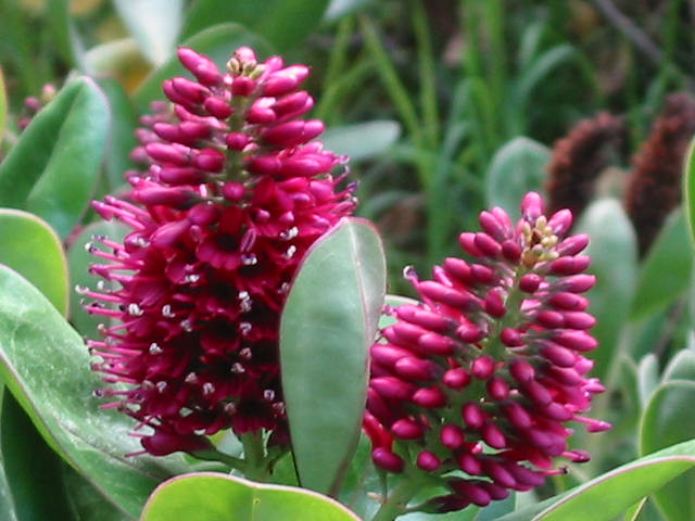 Scrophulariaceae - complejo Hebe x andersonii Hort.