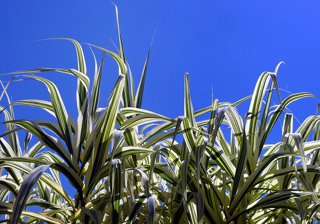 Arundo donax variegata #1