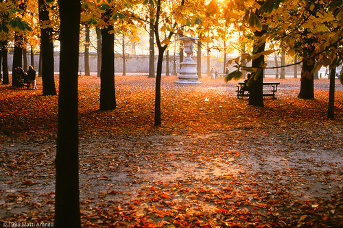 Autumn leaves in Jardin des Tuileries