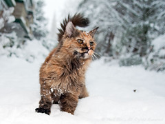 Kitty in the Snow