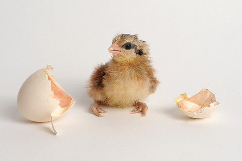newly hatched chick by D3-3D