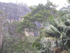 Wanganui Gorge