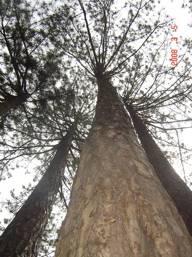 Pinus dalatensis (Thông Đà Lạt) ở Đà Lạt