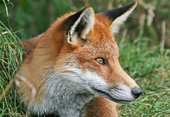 Foxes British Wildlife Park Oct 2008
