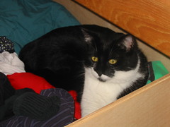 Cat in a box, bag, sink, etc.