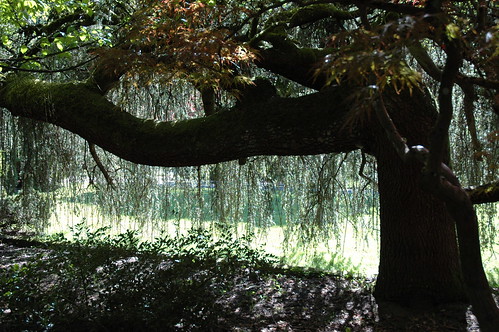 Rain of tree branches, vista, bent tree, Kabota American Japanese Garden, Tukwila, Washington, USA by Wonderlane