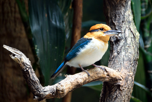 Female Guam Kingfisher