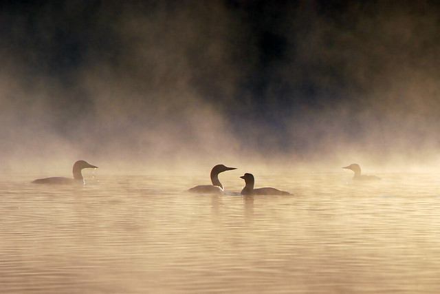 loons in the mist