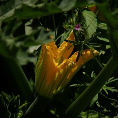 fleur de courgette / flower of zucchini
