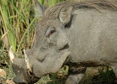 Porcins - suidés ( Suidae) - Tapirs 