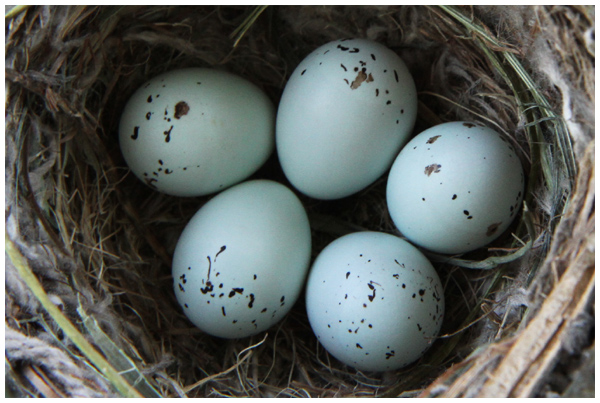 Next clutch of house finch eggs in the nest on our porch