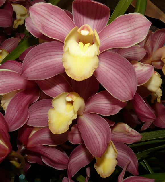 seen at the 2008 pacific orchid exhibition, Cymbidium Romano orchid hybrid