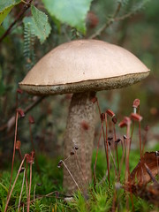 fungi / mushrooms / toadstools / paddestoelen