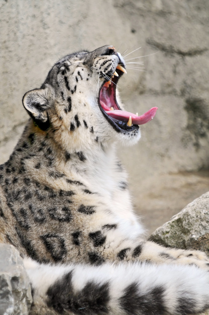 One more yawning