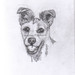 Shari's Whisper Terrier- Pencil portrait