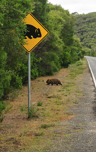 Wombat at the Crossing