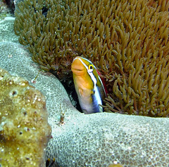Indonesia - Bali 2008 Underwater