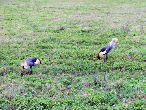 Crowned Birds Tanzania
