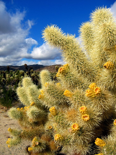 Cholla Cactus Garden at Joshua Tree, California by HiperOranz