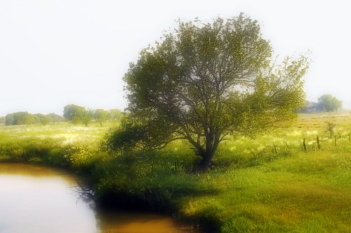 Tree Planted By The Water