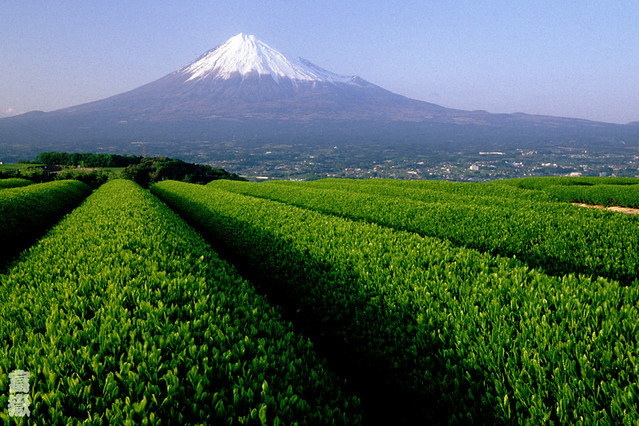 Tea fields and Mt.Fuji, Japan
