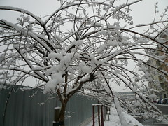 Neve - Snow